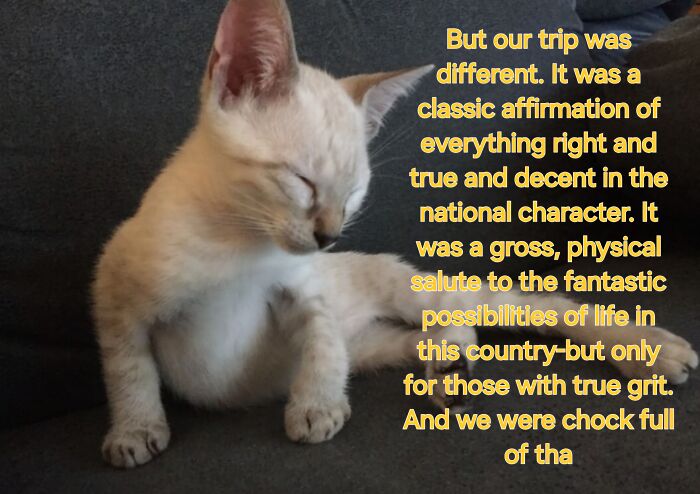 I Created Images Of My Cat Paired With Quotes From Fear And Loathing (12 Pics) I Created Images Of My Cat Paired With Quotes From Fear And Loathing (12 Pics)
