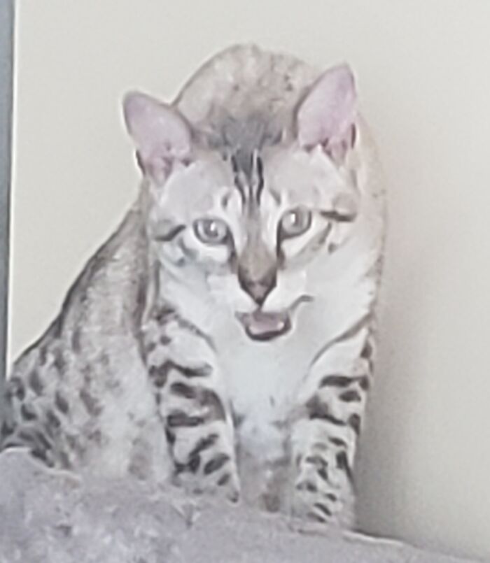 I Created Images Of My Cat Paired With Quotes From Fear And Loathing (12 Pics) I Created Images Of My Cat Paired With Quotes From Fear And Loathing (12 Pics)