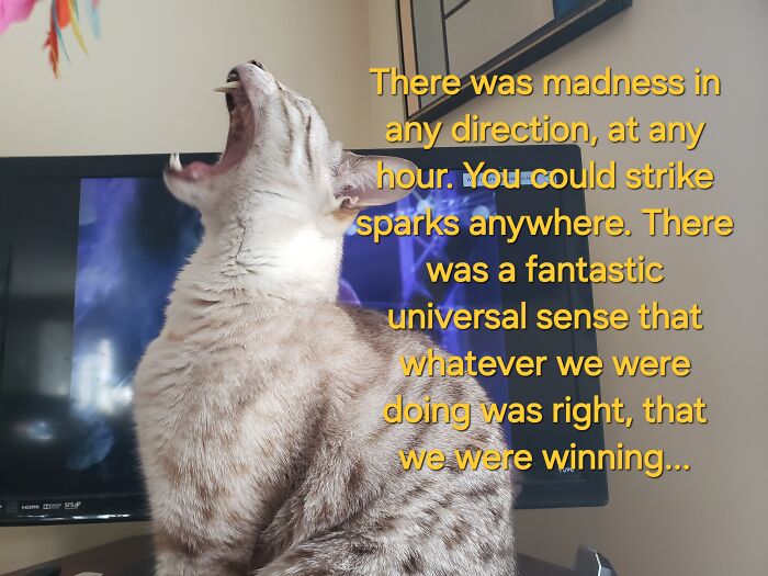 I Created Images Of My Cat Paired With Quotes From Fear And Loathing (12 Pics) I Created Images Of My Cat Paired With Quotes From Fear And Loathing (12 Pics)