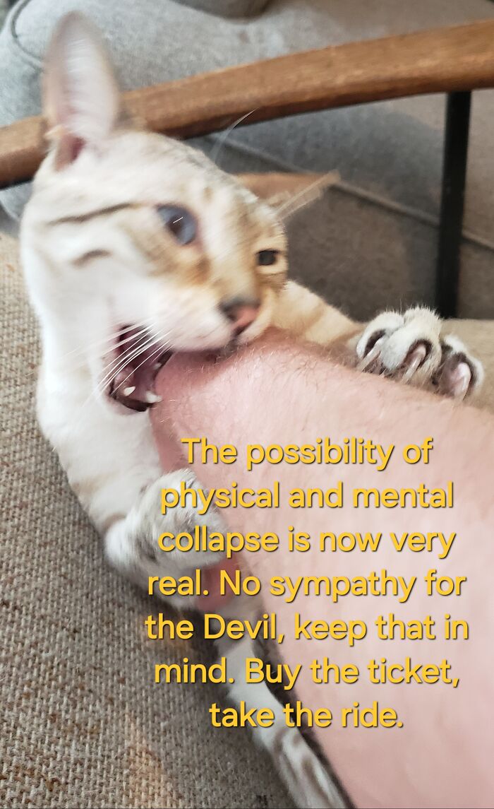 I Created Images Of My Cat Paired With Quotes From Fear And Loathing (12 Pics) I Created Images Of My Cat Paired With Quotes From Fear And Loathing (12 Pics)