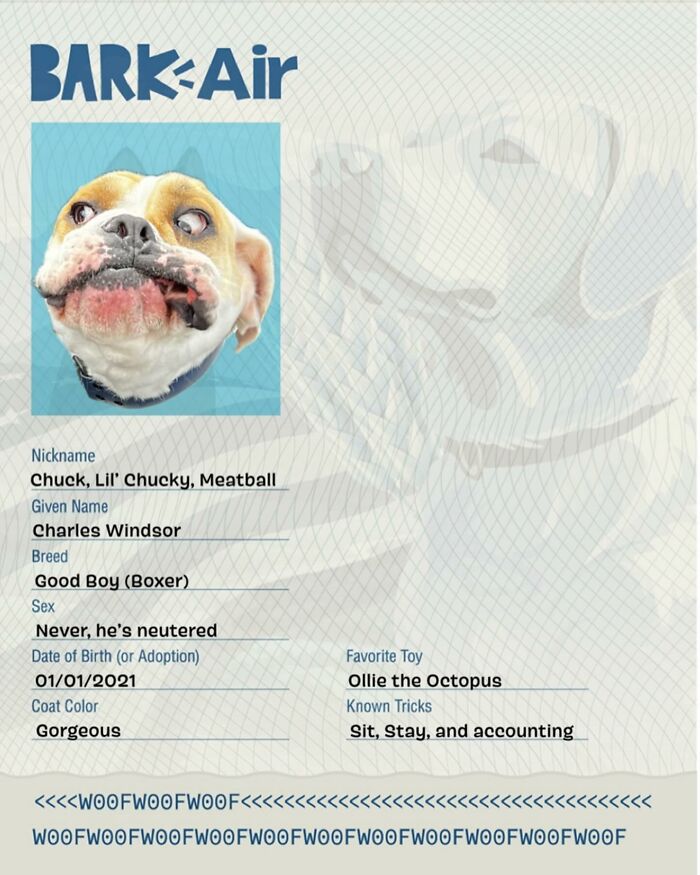 Bark Air, Where Dogs Rule The Skies In Luxury With A New Airline Designed For Them