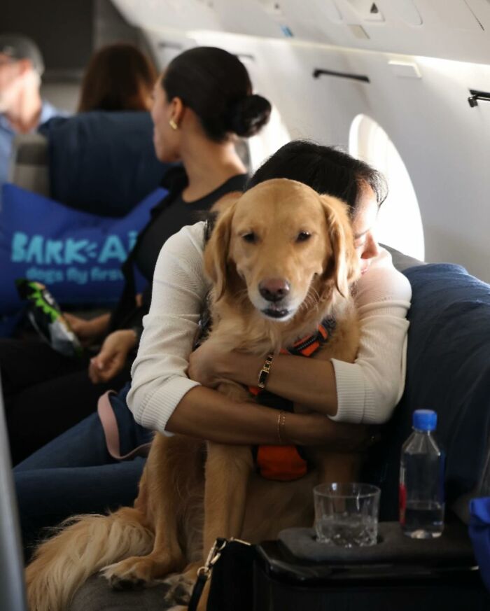 Bark Air, Where Dogs Rule The Skies In Luxury With A New Airline Designed For Them