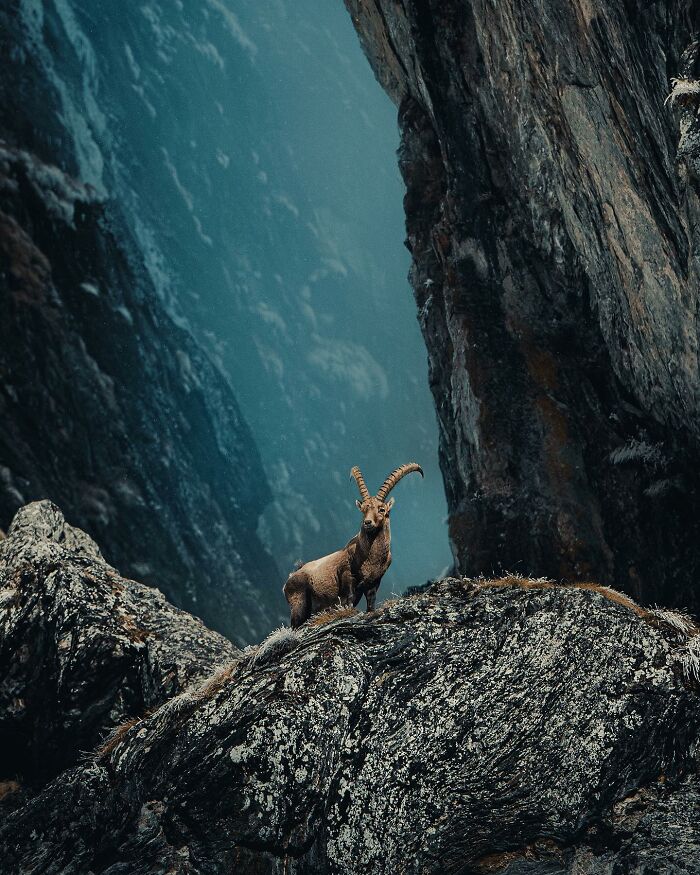 35 Close-Up Photographs Of Wild Animals In Their Natural Environments By Konsta Punkka