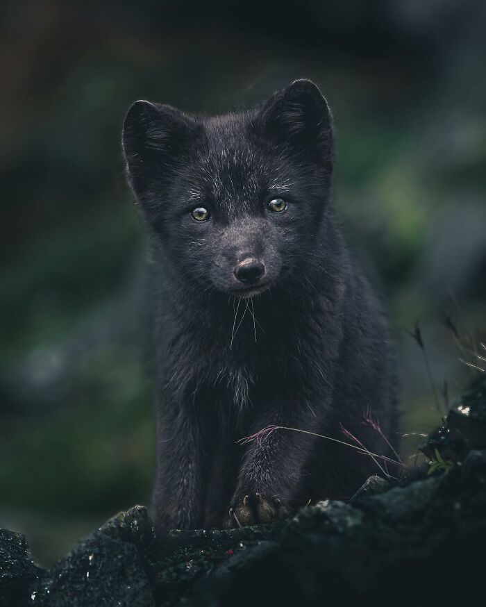 35 Close-Up Photographs Of Wild Animals In Their Natural Environments By Konsta Punkka