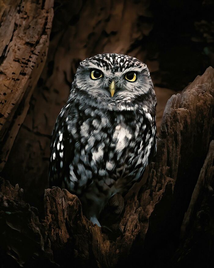 35 Close-Up Photographs Of Wild Animals In Their Natural Environments By Konsta Punkka