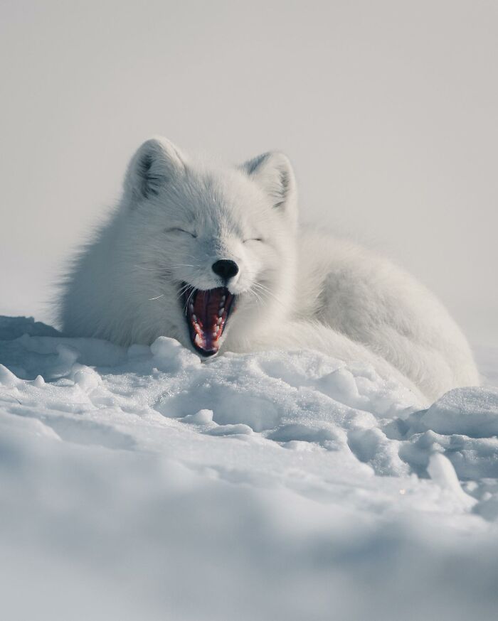 35 Close-Up Photographs Of Wild Animals In Their Natural Environments By Konsta Punkka