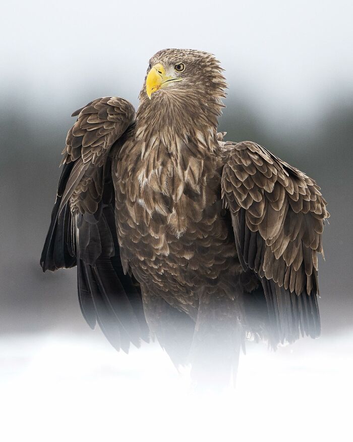 35 Close-Up Photographs Of Wild Animals In Their Natural Environments By Konsta Punkka