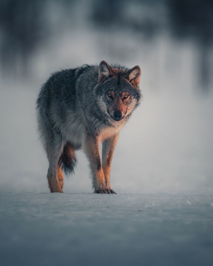 35 Close-Up Photographs Of Wild Animals In Their Natural Environments By Konsta Punkka