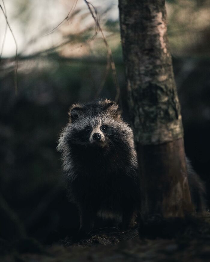 35 Close-Up Photographs Of Wild Animals In Their Natural Environments By Konsta Punkka