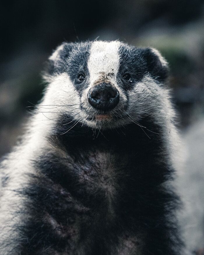 35 Close-Up Photographs Of Wild Animals In Their Natural Environments By Konsta Punkka