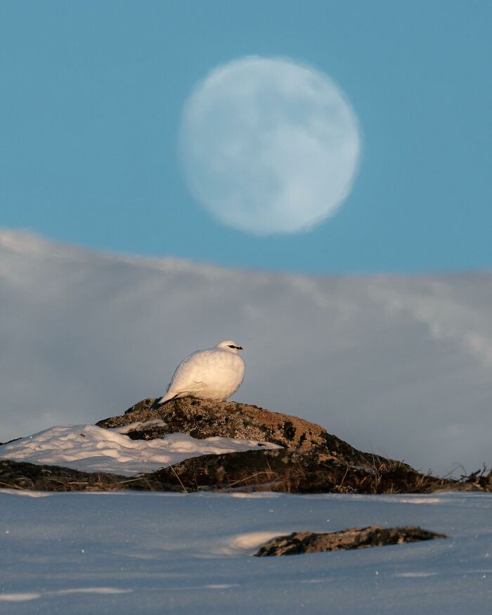 35 Close-Up Photographs Of Wild Animals In Their Natural Environments By Konsta Punkka