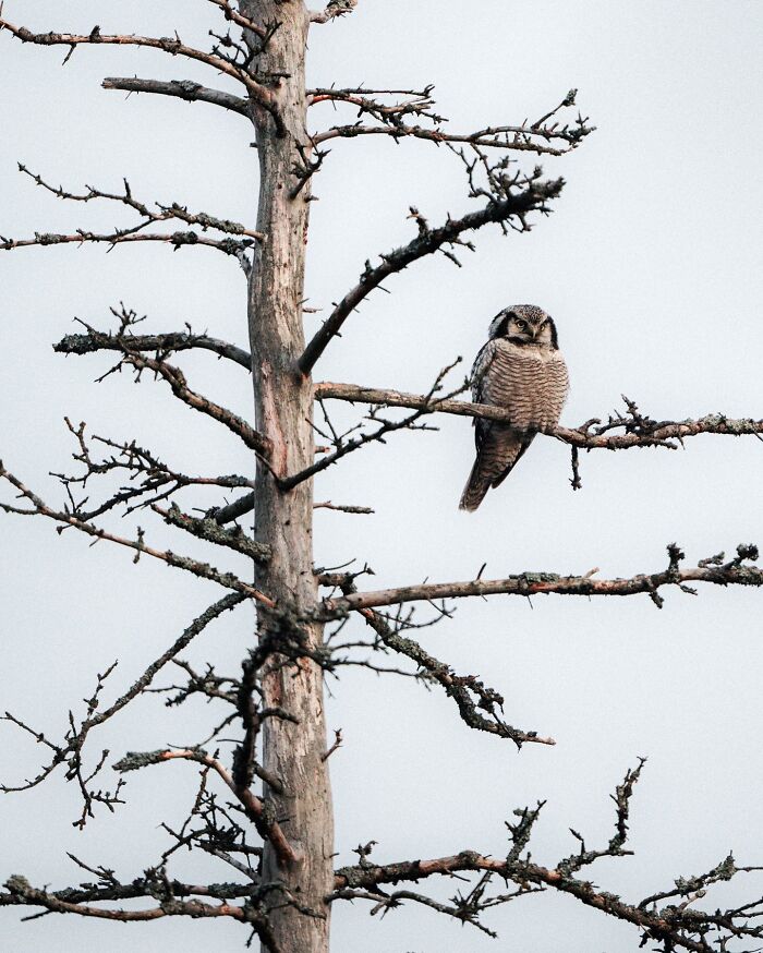 35 Close-Up Photographs Of Wild Animals In Their Natural Environments By Konsta Punkka
