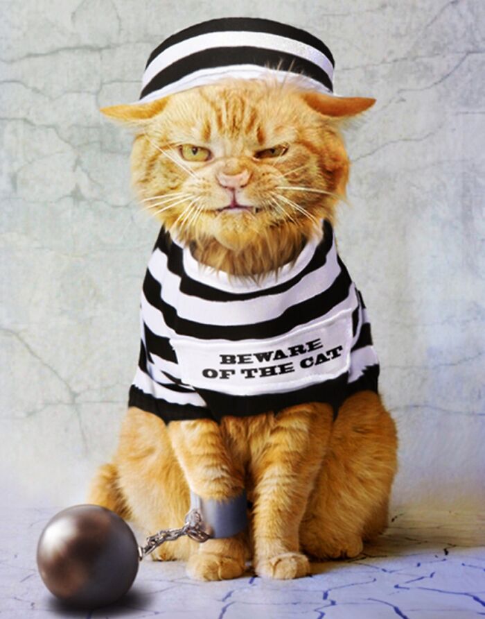 Designers Were Challenged To Dress-Up Animals In Human Clothing, Here Is How It Went (30 Pics) Designers Were Challenged To Dress-Up Animals In Human Clothing, Here Is How It Went (30 Pics)