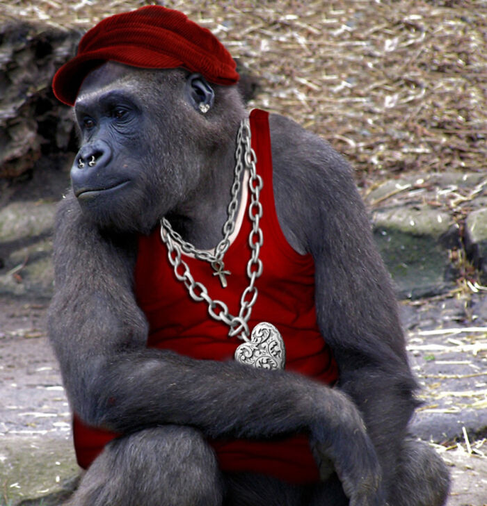 Designers Were Challenged To Dress-Up Animals In Human Clothing, Here Is How It Went (30 Pics) Designers Were Challenged To Dress-Up Animals In Human Clothing, Here Is How It Went (30 Pics)