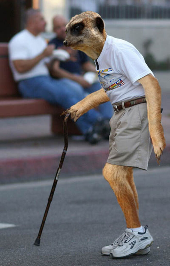 Designers Were Challenged To Dress-Up Animals In Human Clothing, Here Is How It Went (30 Pics) Designers Were Challenged To Dress-Up Animals In Human Clothing, Here Is How It Went (30 Pics)