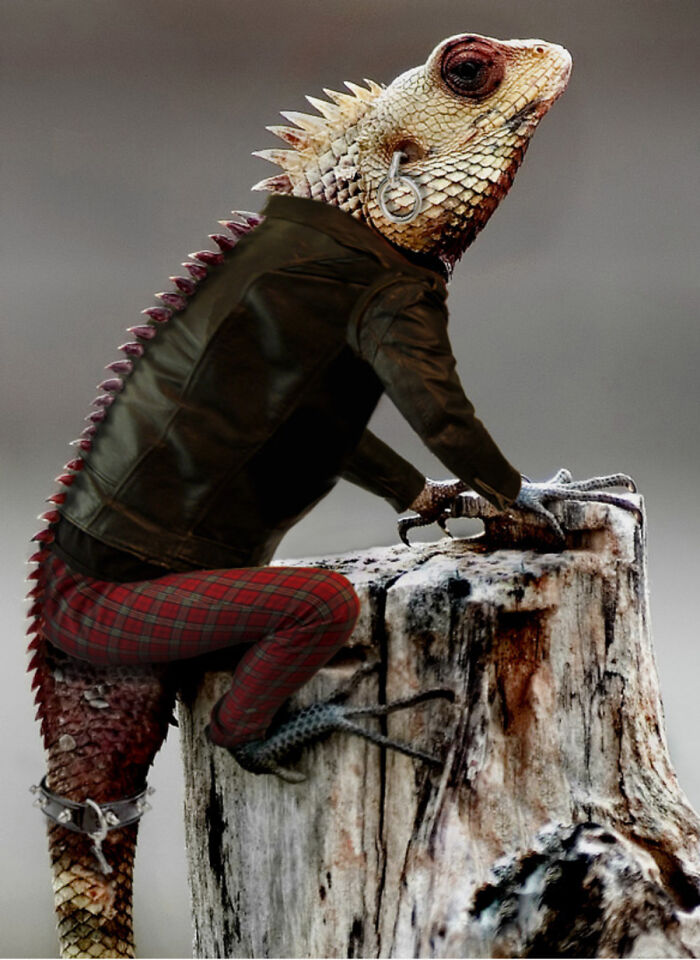 Designers Were Challenged To Dress-Up Animals In Human Clothing, Here Is How It Went (30 Pics) Designers Were Challenged To Dress-Up Animals In Human Clothing, Here Is How It Went (30 Pics)