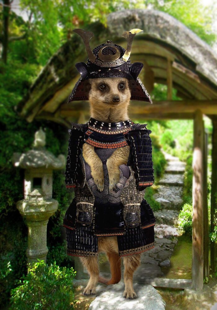 Designers Were Challenged To Dress-Up Animals In Human Clothing, Here Is How It Went (30 Pics) Designers Were Challenged To Dress-Up Animals In Human Clothing, Here Is How It Went (30 Pics)