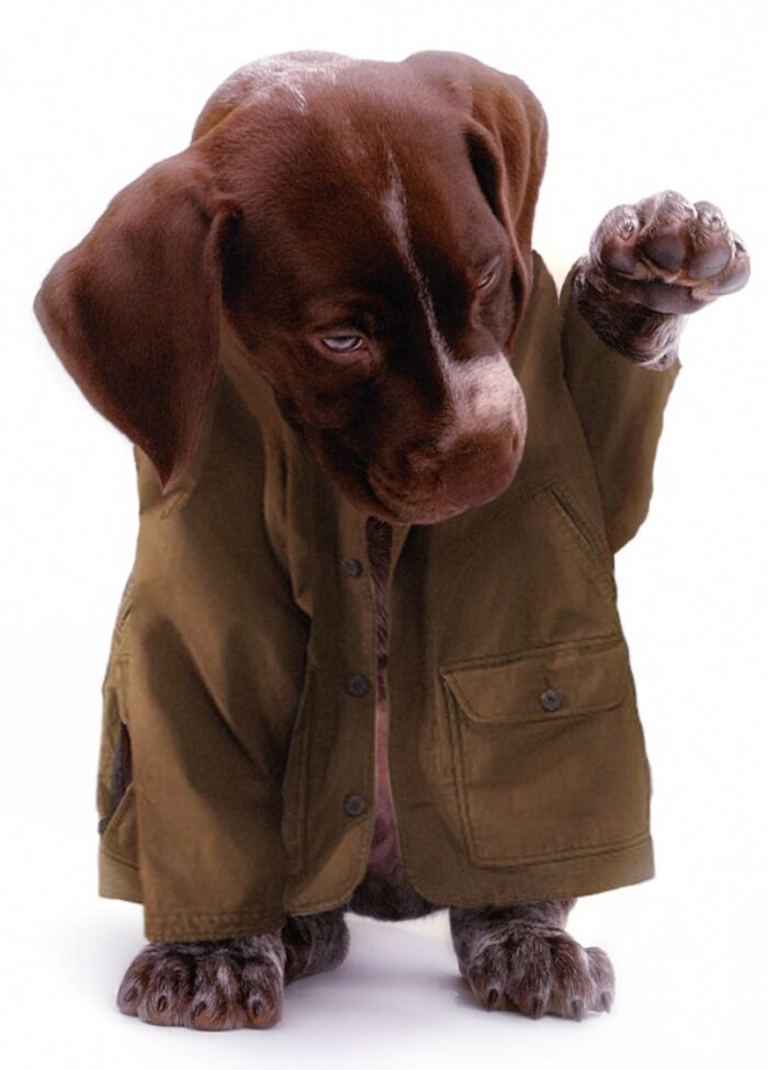 Designers Were Challenged To Dress-Up Animals In Human Clothing, Here Is How It Went (30 Pics) Designers Were Challenged To Dress-Up Animals In Human Clothing, Here Is How It Went (30 Pics)