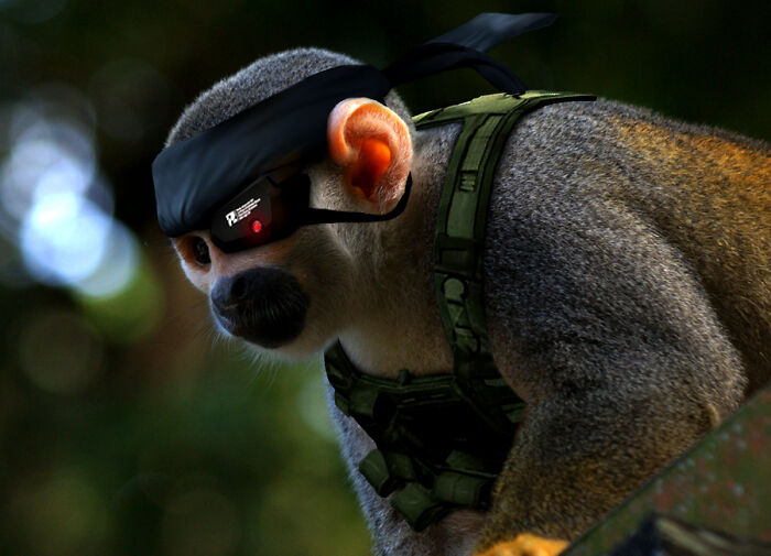 Designers Were Challenged To Dress-Up Animals In Human Clothing, Here Is How It Went (30 Pics) Designers Were Challenged To Dress-Up Animals In Human Clothing, Here Is How It Went (30 Pics)