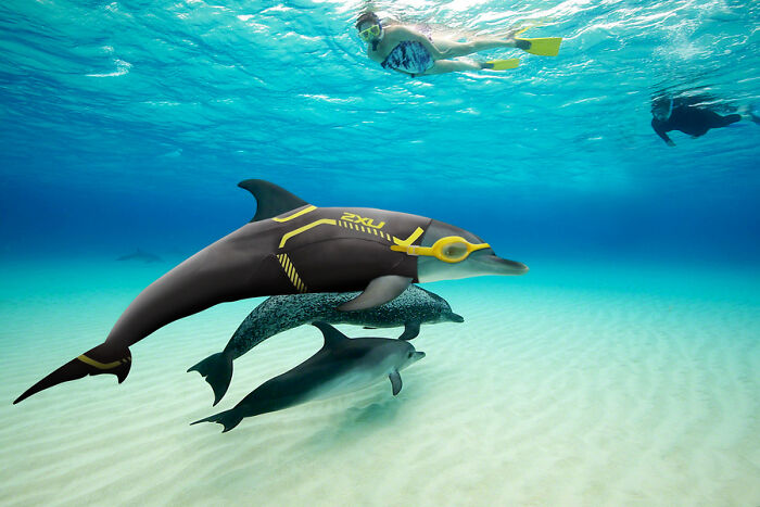 Designers Were Challenged To Dress-Up Animals In Human Clothing, Here Is How It Went (30 Pics) Designers Were Challenged To Dress-Up Animals In Human Clothing, Here Is How It Went (30 Pics)