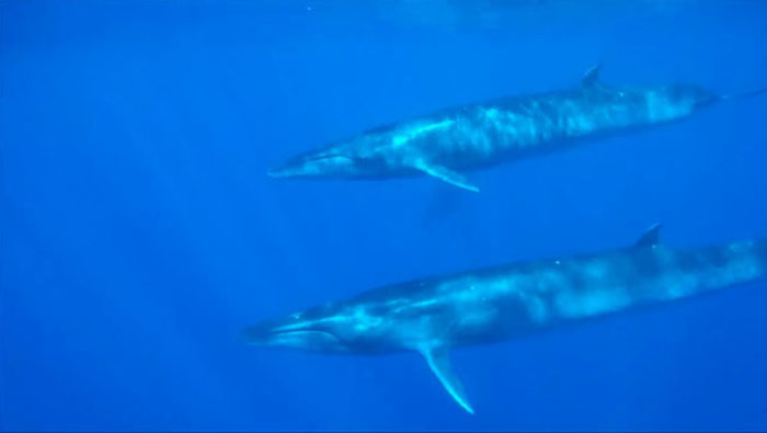 Sei Whales That Left The Coasts Of Argentina Nearly 100 Years Ago Have Recently Been Spotted Again Sei Whales That Left The Coasts Of Argentina Nearly 100 Years Ago Have Recently Been Spotted Again