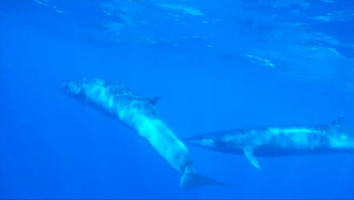 Sei Whales That Left The Coasts Of Argentina Nearly 100 Years Ago Have Recently Been Spotted Again Sei Whales That Left The Coasts Of Argentina Nearly 100 Years Ago Have Recently Been Spotted Again