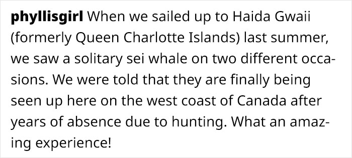 Sei Whales That Left The Coasts Of Argentina Nearly 100 Years Ago Have Recently Been Spotted Again Sei Whales That Left The Coasts Of Argentina Nearly 100 Years Ago Have Recently Been Spotted Again