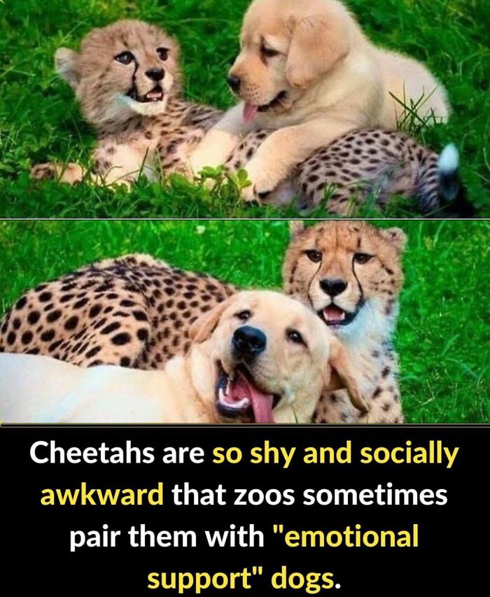 50 True Interesting Facts About Random Things, Shared By This Facebook Page 50 True Interesting Facts About Random Things, Shared By This Facebook Page