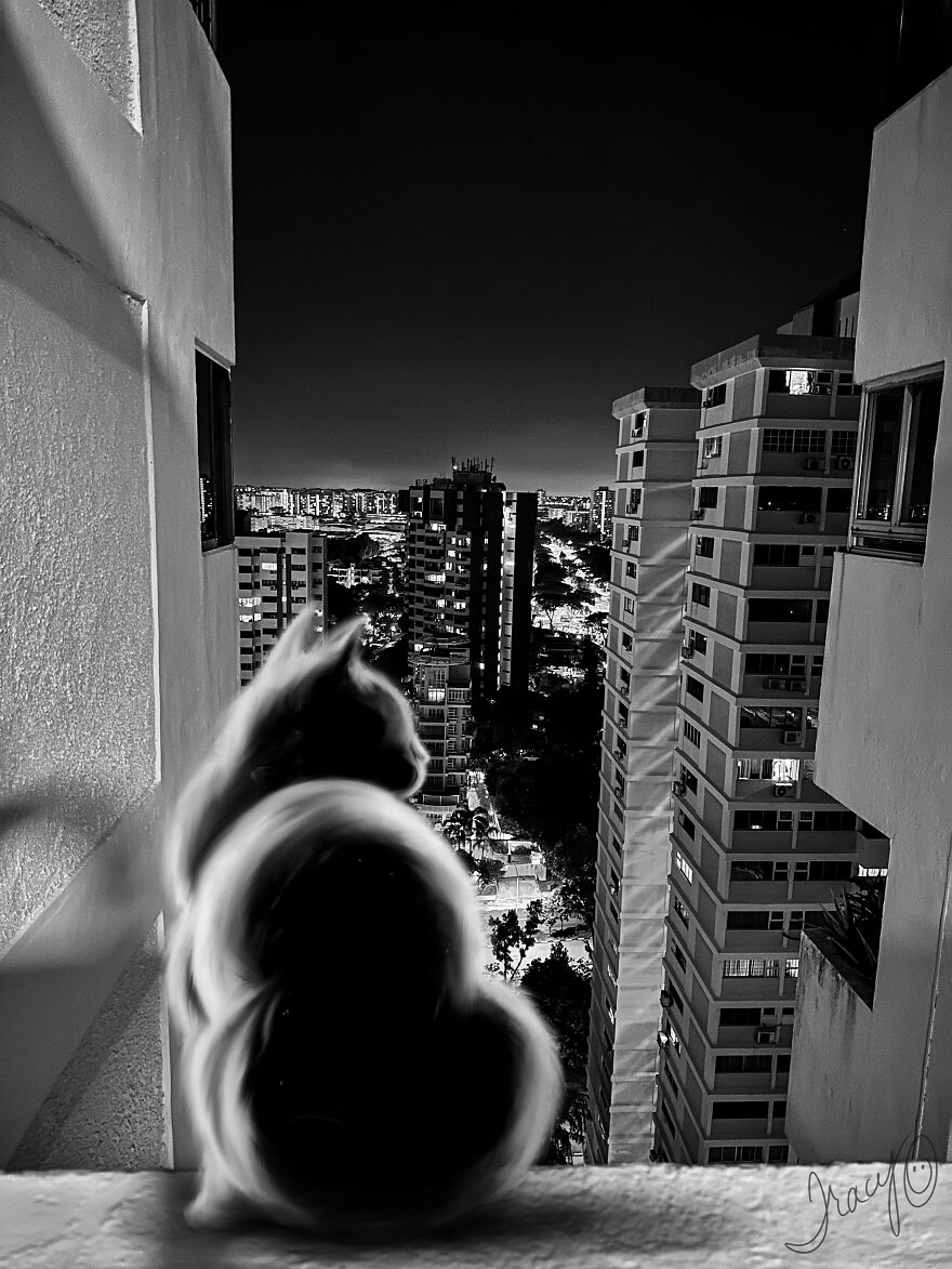 I Make Cute Art By Adding Drawn Animals To Random Photos (39 Pics)