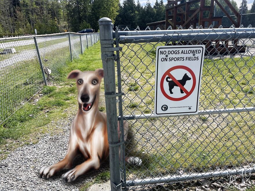 I Make Cute Art By Adding Drawn Animals To Random Photos (39 Pics)