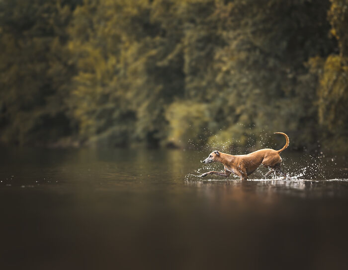 My 27 Photos Of Dogs That I Took In Atmospheric Surroundings My 27 Photos Of Dogs That I Took In Atmospheric Surroundings