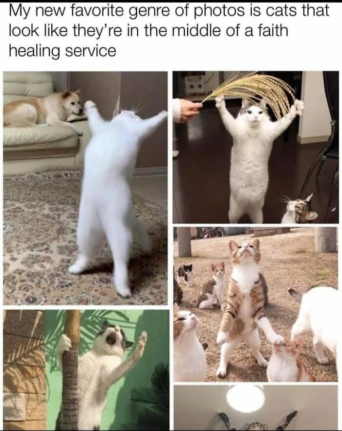 50 Of The Best Memes Featuring Cats 50 Of The Best Memes Featuring Cats