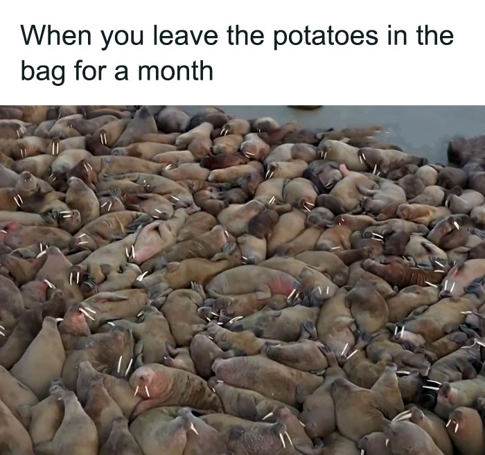 50 Hilarious Memes To Brighten Up Your Day 50 Hilarious Memes To Brighten Up Your Day