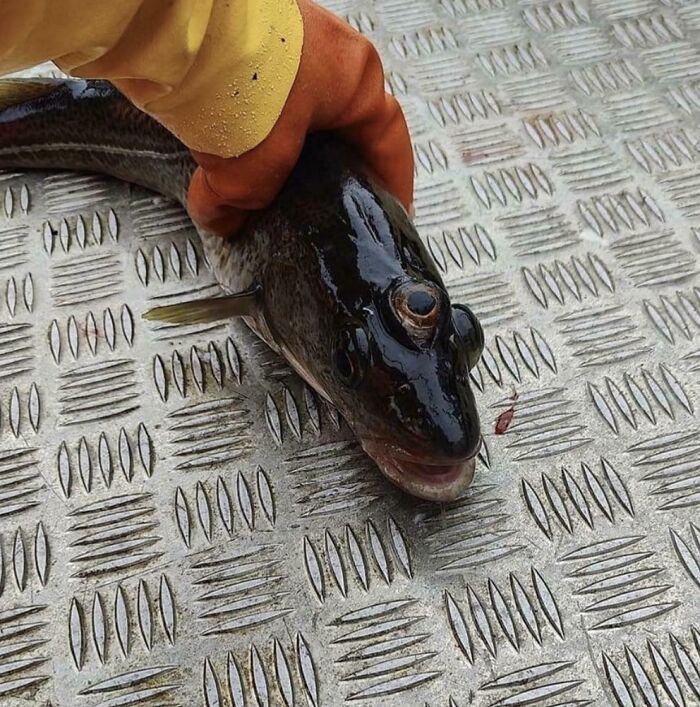 30 Unhinged Pics That Ended Up On This Online Group, Dedicated To The Weird And Questionable (New Pics)