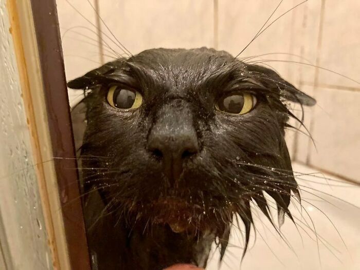 50 Animals Going “Goblin Mode”, As Shared By This Dedicated Instagram Account 50 Animals Going “Goblin Mode”, As Shared By This Dedicated Instagram Account