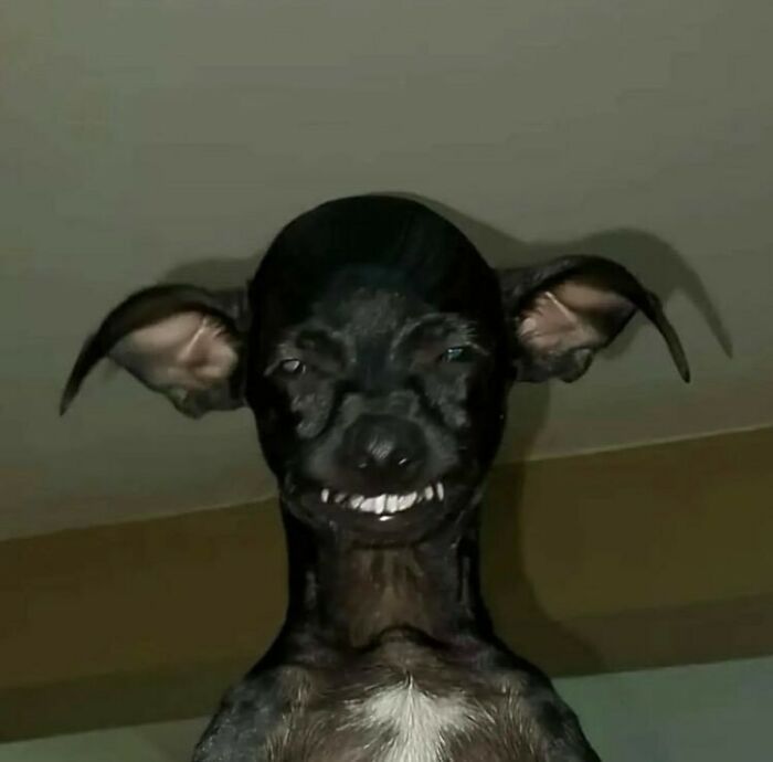 50 Animals Going “Goblin Mode”, As Shared By This Dedicated Instagram Account 50 Animals Going “Goblin Mode”, As Shared By This Dedicated Instagram Account