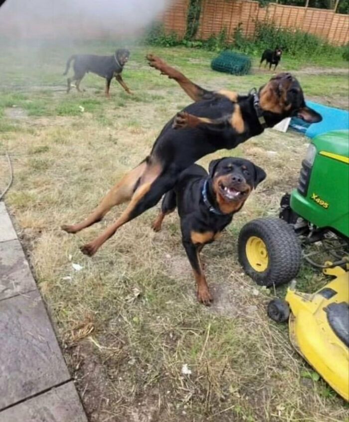 50 Animals Going “Goblin Mode”, As Shared By This Dedicated Instagram Account 50 Animals Going “Goblin Mode”, As Shared By This Dedicated Instagram Account