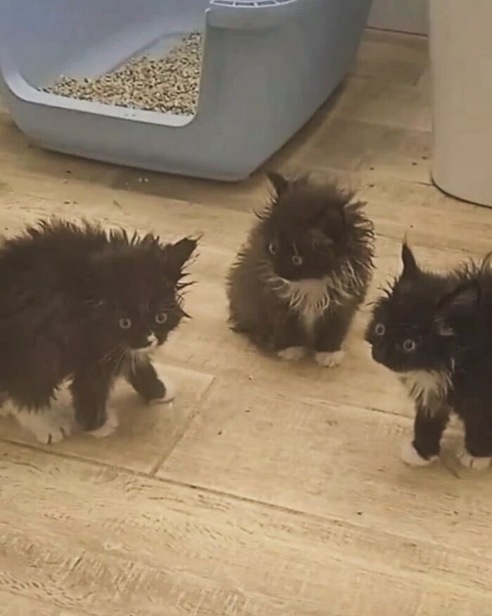 50 Animals Going “Goblin Mode”, As Shared By This Dedicated Instagram Account 50 Animals Going “Goblin Mode”, As Shared By This Dedicated Instagram Account