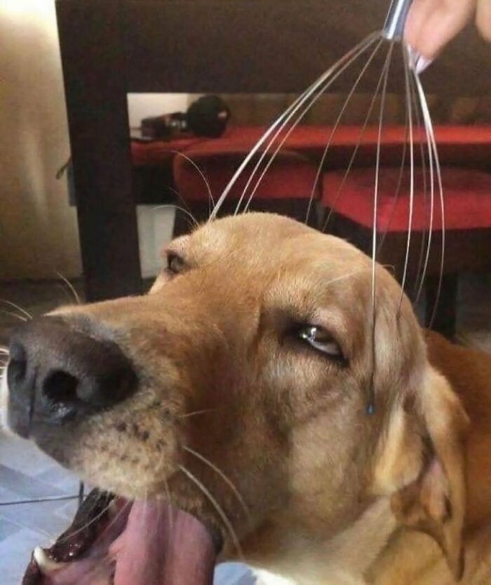 50 Animals Going “Goblin Mode”, As Shared By This Dedicated Instagram Account 50 Animals Going “Goblin Mode”, As Shared By This Dedicated Instagram Account