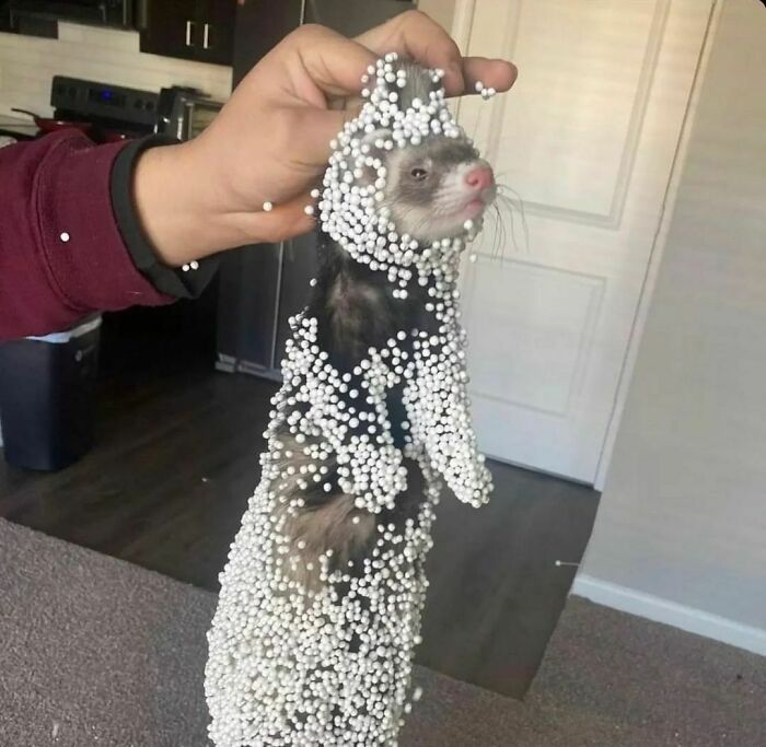 50 Animals Going “Goblin Mode”, As Shared By This Dedicated Instagram Account 50 Animals Going “Goblin Mode”, As Shared By This Dedicated Instagram Account