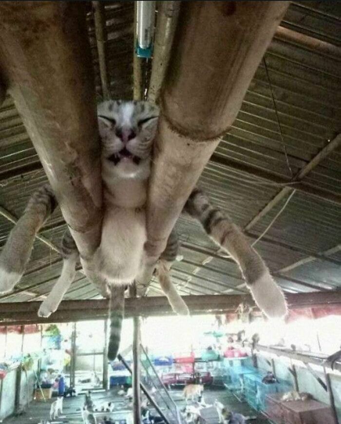 50 Animals Going “Goblin Mode”, As Shared By This Dedicated Instagram Account 50 Animals Going “Goblin Mode”, As Shared By This Dedicated Instagram Account