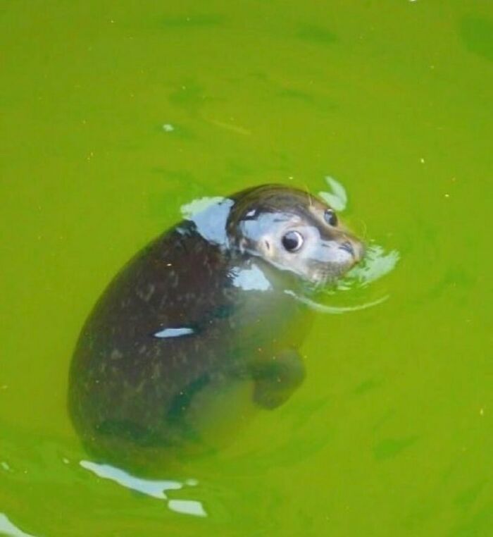 50 Animals Going “Goblin Mode”, As Shared By This Dedicated Instagram Account 50 Animals Going “Goblin Mode”, As Shared By This Dedicated Instagram Account