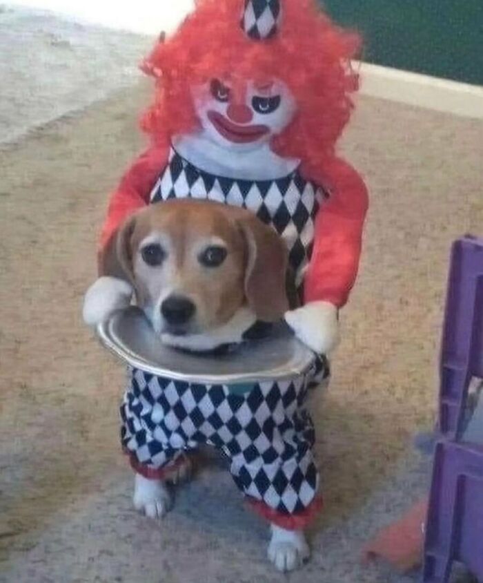 50 Animals Going “Goblin Mode”, As Shared By This Dedicated Instagram Account 50 Animals Going “Goblin Mode”, As Shared By This Dedicated Instagram Account