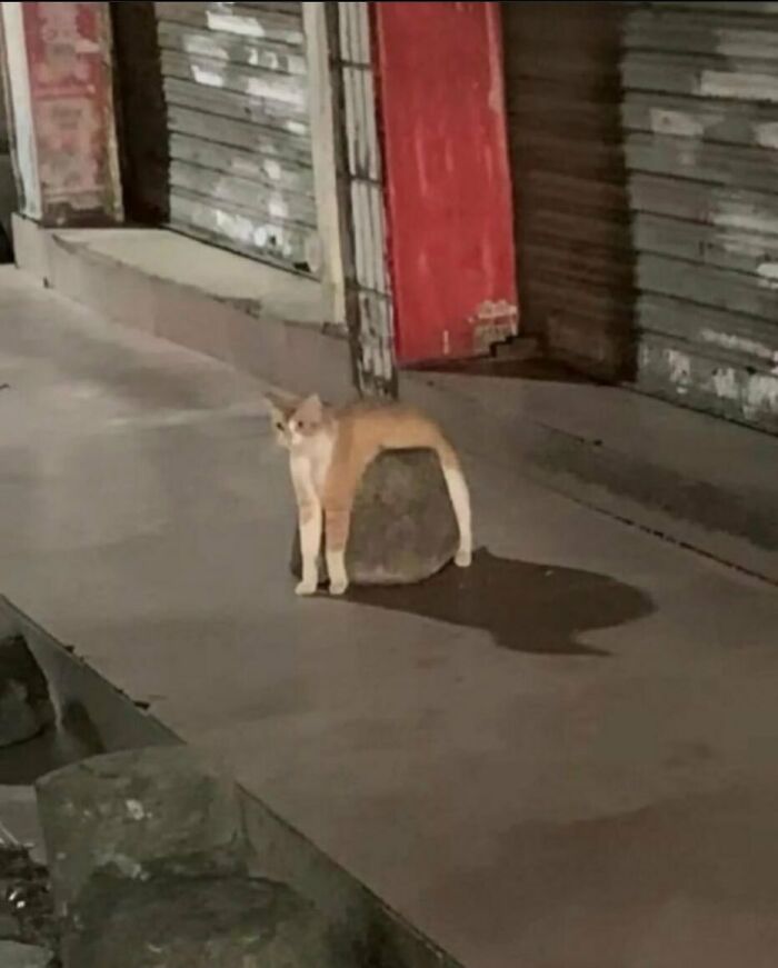 50 Animals Going “Goblin Mode”, As Shared By This Dedicated Instagram Account 50 Animals Going “Goblin Mode”, As Shared By This Dedicated Instagram Account