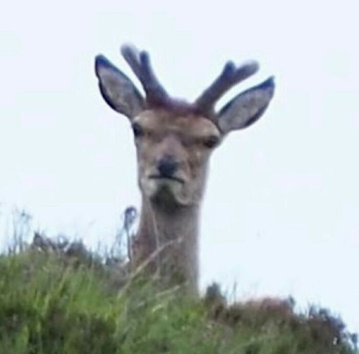 50 Animals Going “Goblin Mode”, As Shared By This Dedicated Instagram Account 50 Animals Going “Goblin Mode”, As Shared By This Dedicated Instagram Account