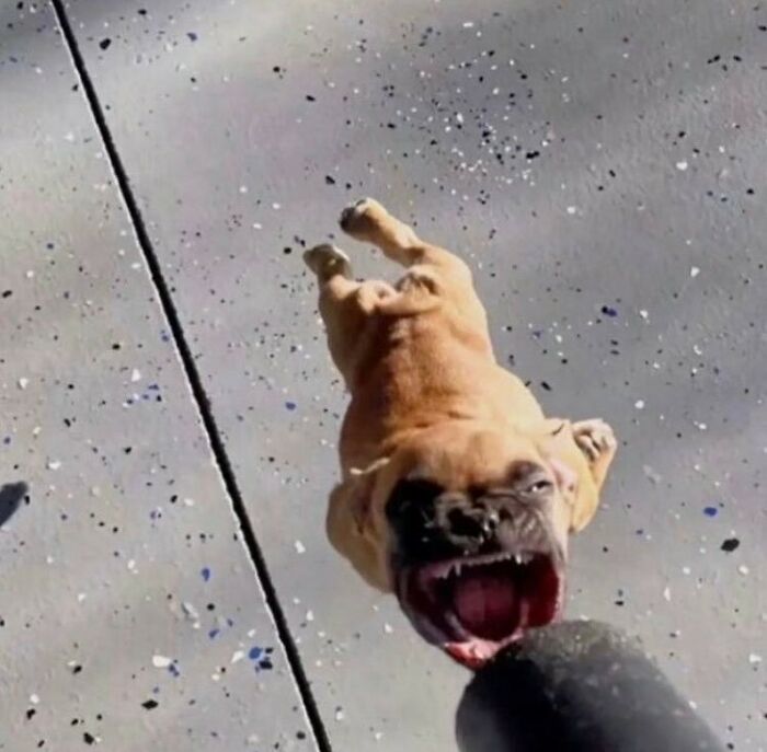 50 Animals Going “Goblin Mode”, As Shared By This Dedicated Instagram Account 50 Animals Going “Goblin Mode”, As Shared By This Dedicated Instagram Account