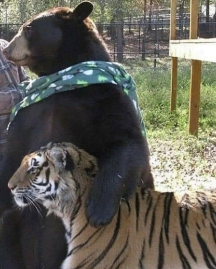 50 Animals Going “Goblin Mode”, As Shared By This Dedicated Instagram Account 50 Animals Going “Goblin Mode”, As Shared By This Dedicated Instagram Account