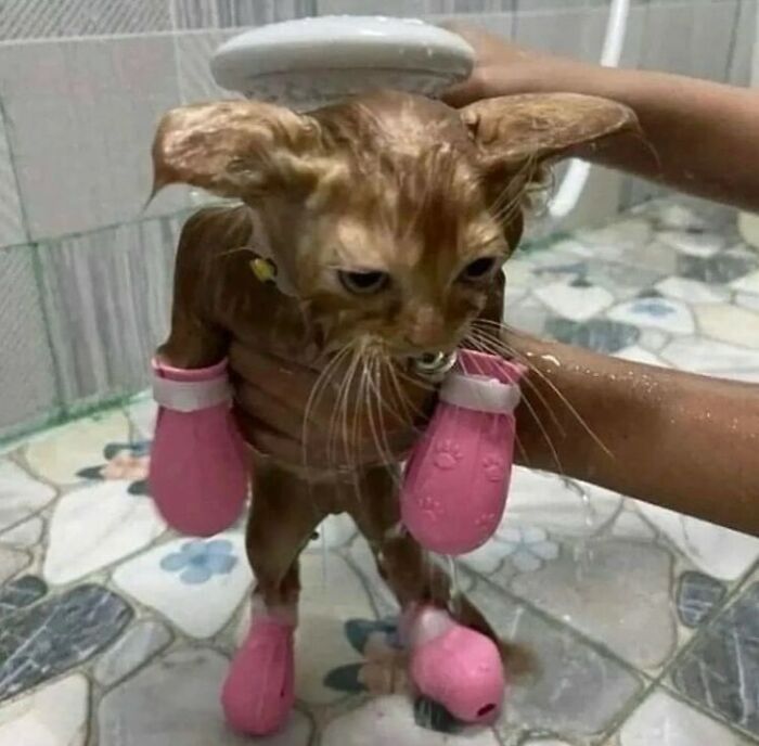 50 Animals Going “Goblin Mode”, As Shared By This Dedicated Instagram Account 50 Animals Going “Goblin Mode”, As Shared By This Dedicated Instagram Account