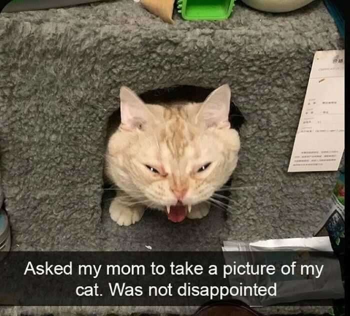 50 Animals Going “Goblin Mode”, As Shared By This Dedicated Instagram Account 50 Animals Going “Goblin Mode”, As Shared By This Dedicated Instagram Account