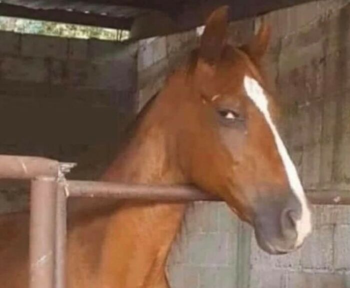 50 Animals Going “Goblin Mode”, As Shared By This Dedicated Instagram Account 50 Animals Going “Goblin Mode”, As Shared By This Dedicated Instagram Account